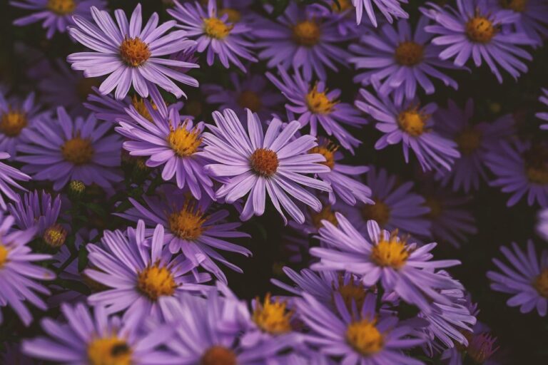 Paarse en roze aster bloemen met stervormige bloeiwijzen, ideaal voor kleur in de tuin tot ver in het najaar